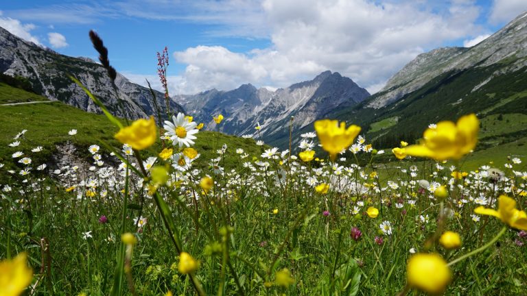 Naturbestattung