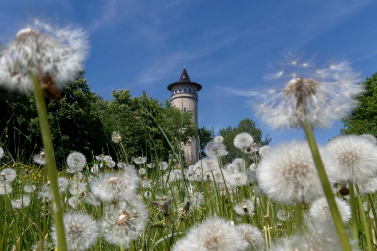 Artikel-Überschrift hier einfügen
